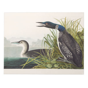 Vintage Audubon Storlom Fågel Natur Konst Anteckningsblock
