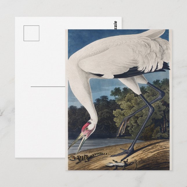 Vintage Audubon Tranan Fågel Natur Konst Vykort (Fram/baksida)