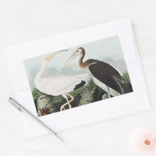 Vintage Audubon Vit Ibis Fågel Natur Konst Rektangulärt Klistermärke