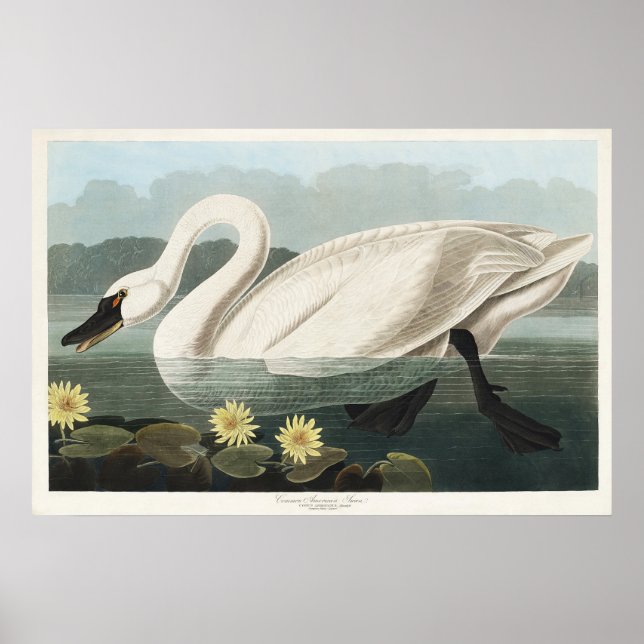 Vintage Audubon White Swan Näckroser Konst Poster (Framsidan)