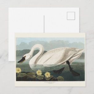Vintage Audubon White Swan Näckroser Konst Vykort
