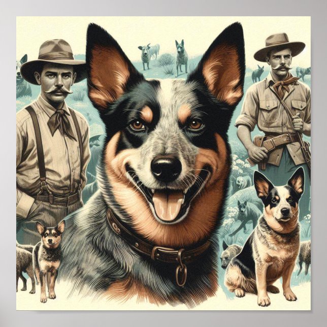 Vintage Australian Cattle Hund Illustration Poster (Framsidan)