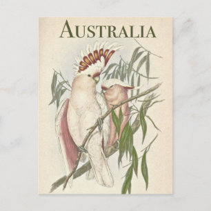 Vintage Australian Galah Postcard Vykort
