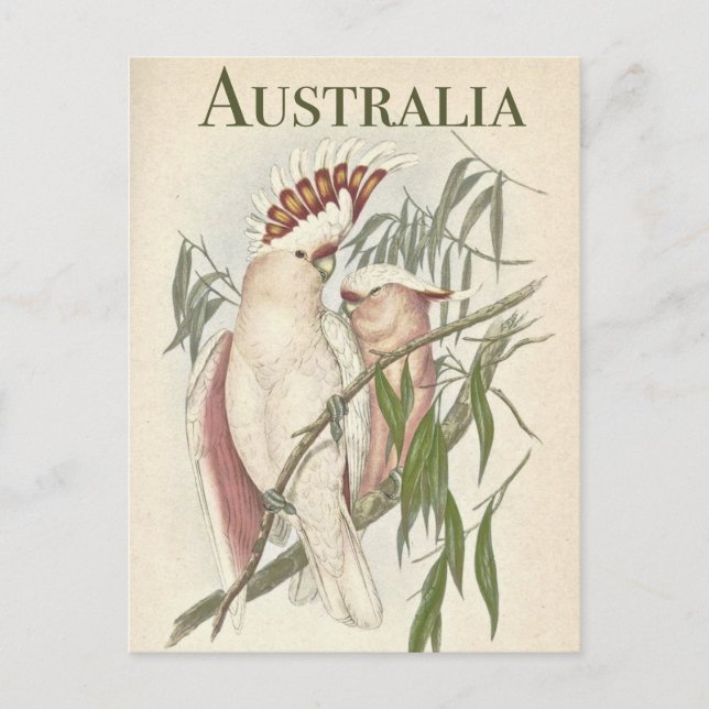 Vintage Australian Galah Postcard Vykort (Framsida)