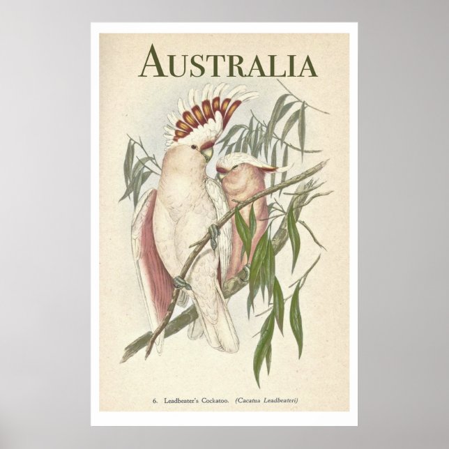 Vintage Australian Galah Poster (Framsidan)