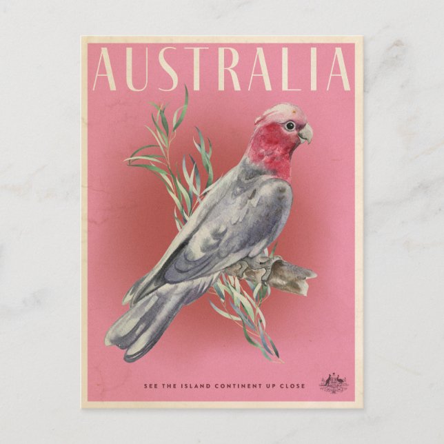 Vintage Australian Parrot Travel Vykort (Framsida)