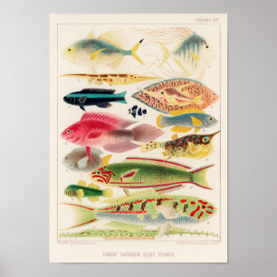 Vintage Australien Underbart hinderfiske 6 Poster