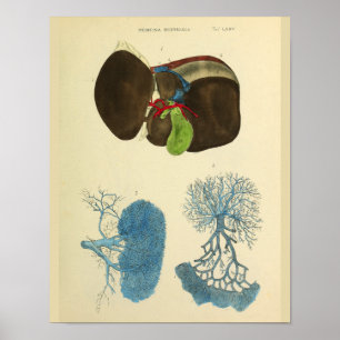 Vintage av anatomi i grafik för levergallblåsa poster