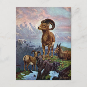 Vintage av bighorn Sheep Vykort