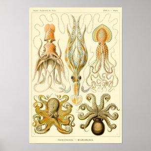 Vintage av bläckfisk/bläckfisk poster