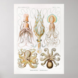 Vintage av bläckfisk/oktopus-illustration poster