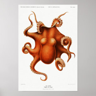 Vintage av bläckfisk/oktopus-illustration poster