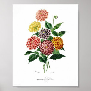 Vintage av botaniska Dahlia Illustration Wall Art Poster