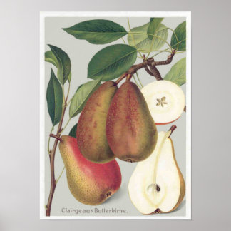 Vintage av botaniska päron poster