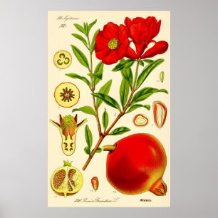 Vintage av granatmånad poster