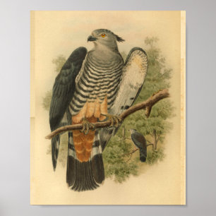 Vintage av Gurneys Cuckoo Falcon Bird Färg Skriv u Poster