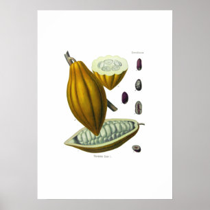 Vintage av kakaobönor poster