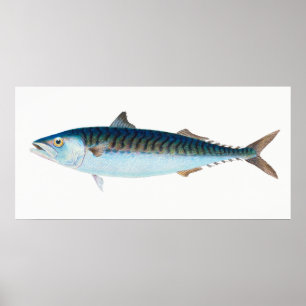 vintage av makrill poster