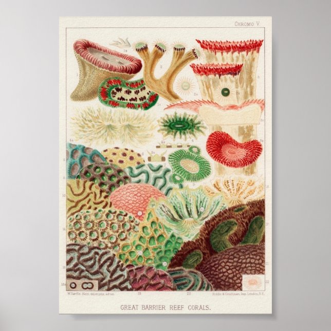Vintage av marin livsmiljö poster (Framsidan)