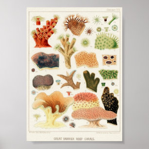 Vintage av marin livsmiljö poster