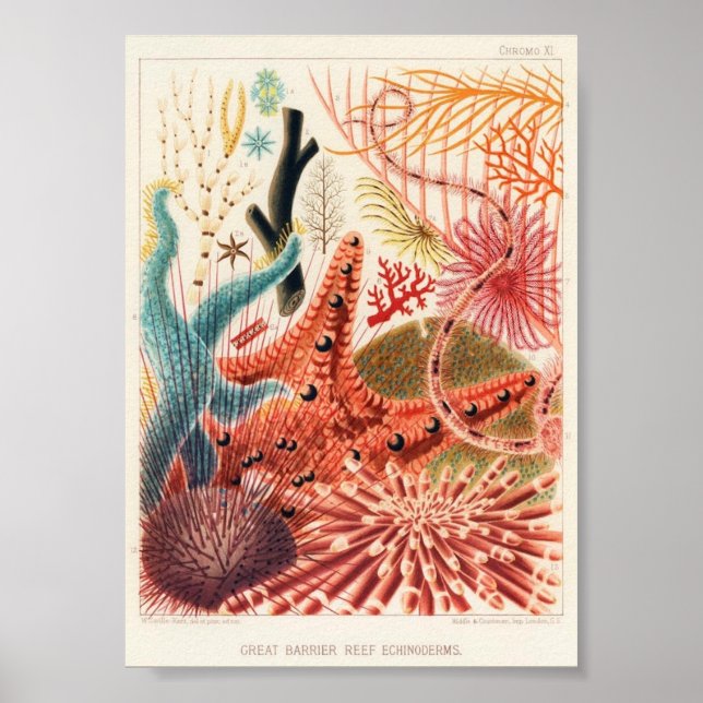 Vintage av marin livsmiljö poster (Framsidan)