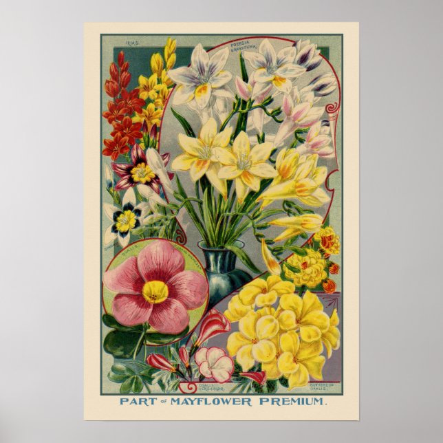 Vintage av Mayblommor Poster (Framsidan)