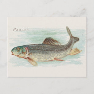 Vintage av mullet-fisk vykort