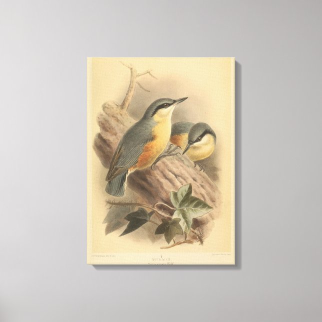 Vintage av nuthatch canvastryck (Framsida)
