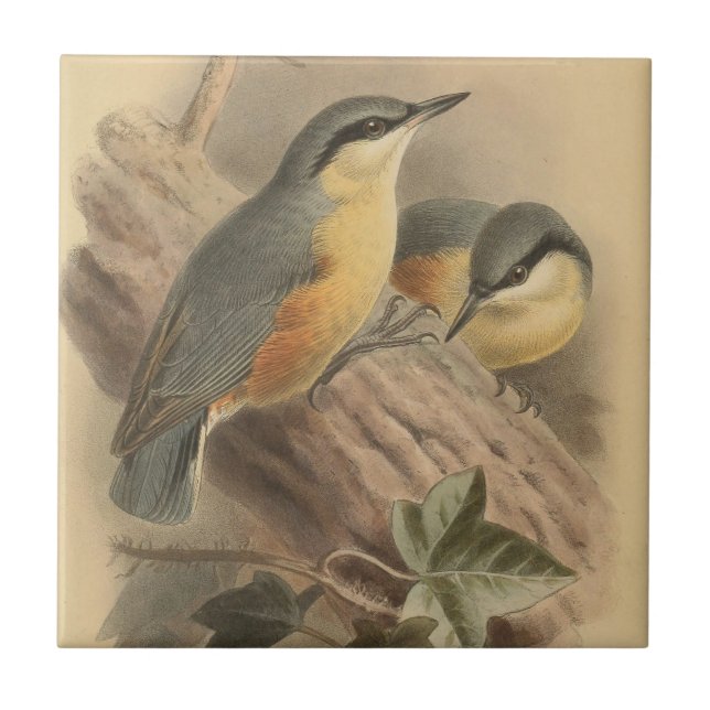 Vintage av nuthatch kakelplatta (Framsidan)