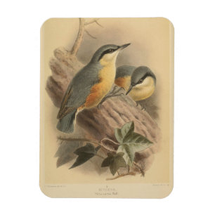 Vintage av nuthatch magnet