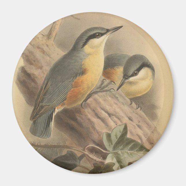 Vintage av nuthatch magnet (Framsidan)
