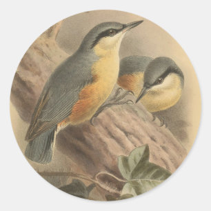Vintage av nuthatch runt klistermärke