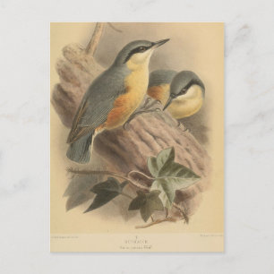 Vintage av nuthatch vykort