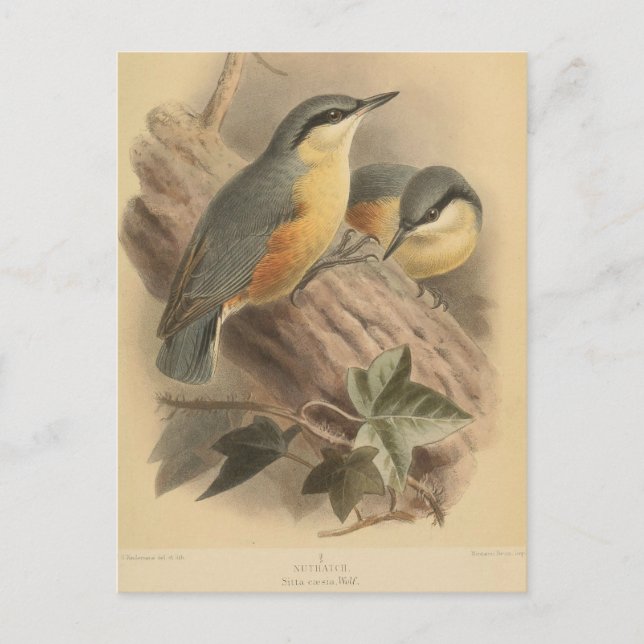 Vintage av nuthatch vykort (Framsida)