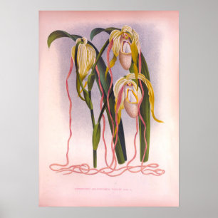 Vintage av släpande Orchids-cypriotiska Selenipedi Poster