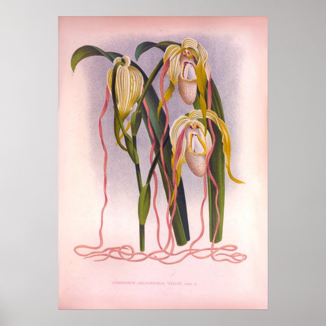Vintage av släpande Orchids-cypriotiska Selenipedi Poster (Framsidan)