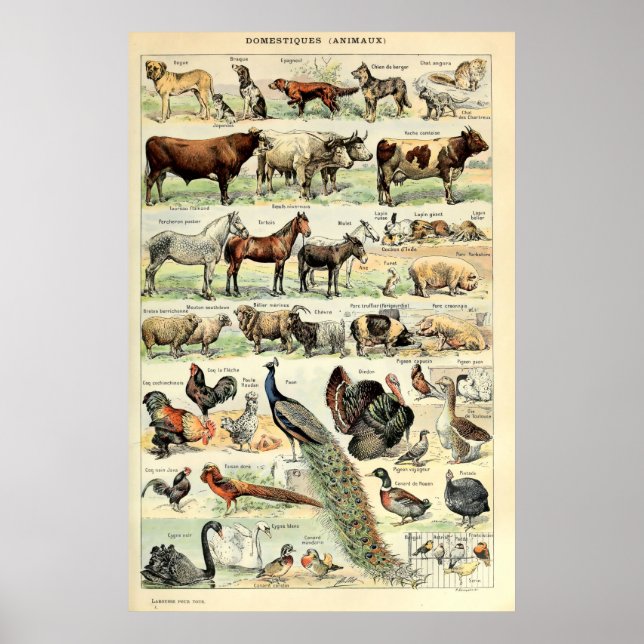 Vintage av tamdjur av Adolphe Millot Poster (Framsidan)