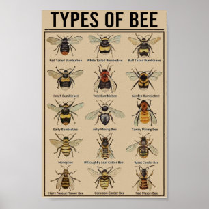 Vintage av utbildningsbin poster