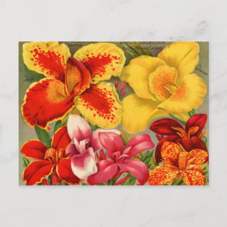 Vintage av utsädespaket Kort, porträtt och gåvor Vykort