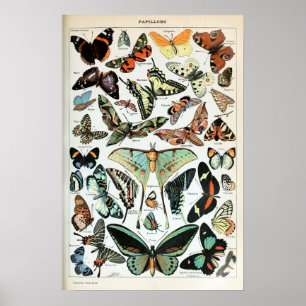 Vintage av världens fjärilar poster