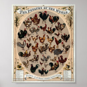 Vintage av världens utskrift poster