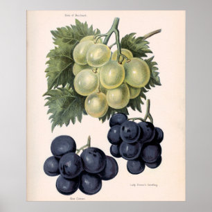 Vintage av vinframställning poster