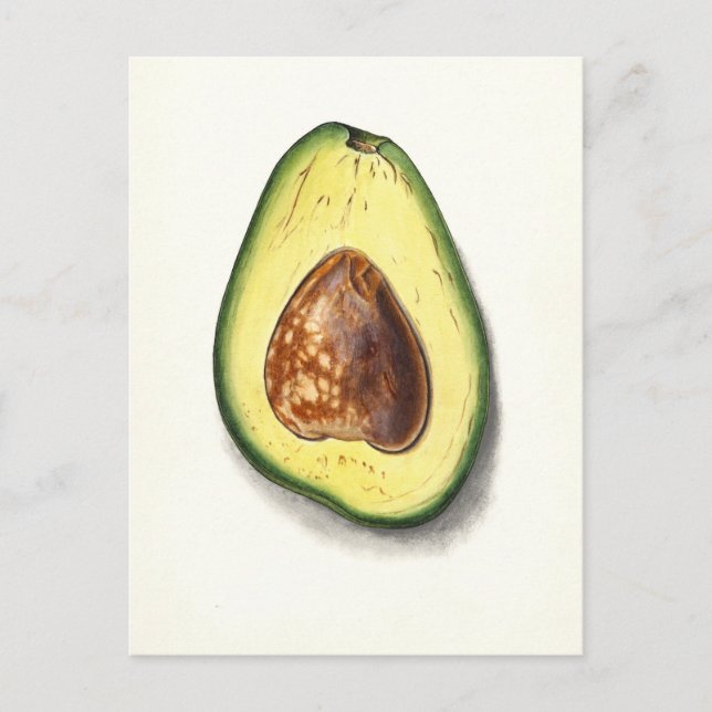 Vintage Avocado botaniskt vykort för illustration (Framsida)