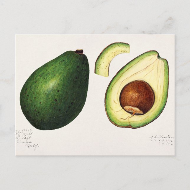 Vintage Avocado Illustration Vykort (Framsida)