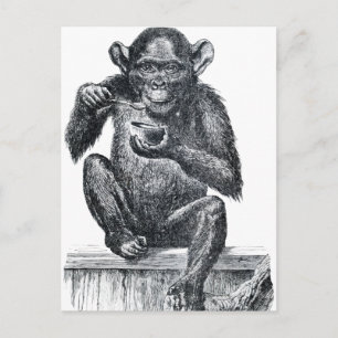 Vintage Baby Chimpanzee Teckning Vykort