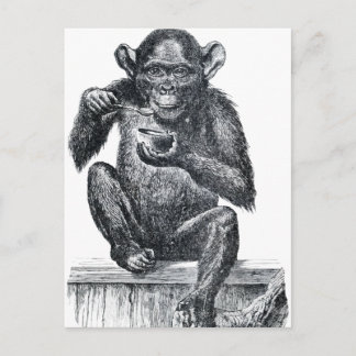 Vintage Baby Chimpanzee Teckning Vykort