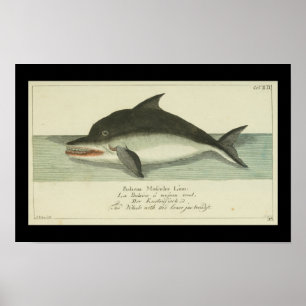 Vintage Balaena Fin Whale Skriv ut Poster