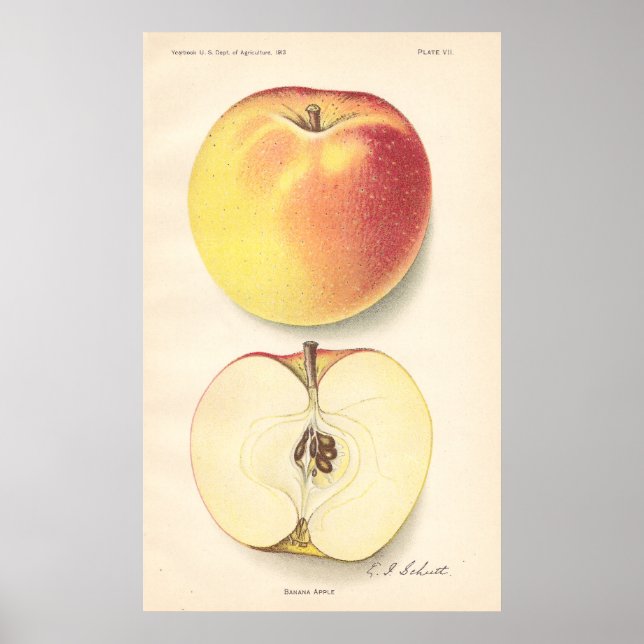 Vintage Banana Apple Poster (Framsidan)