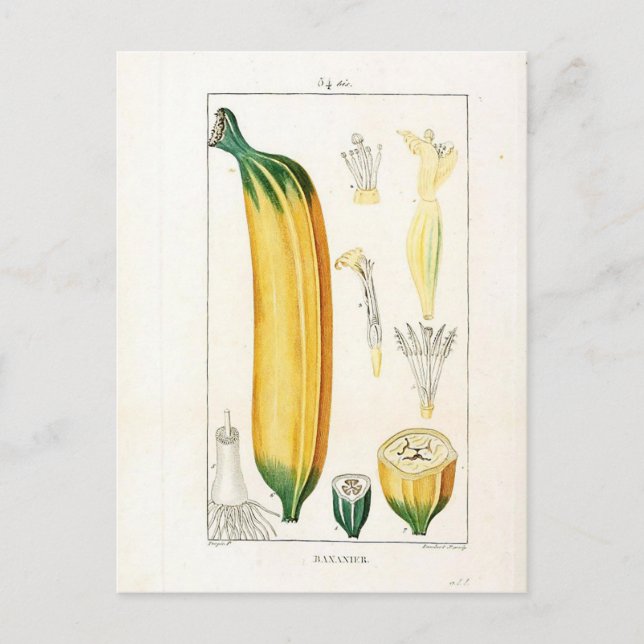 Vintage Banana Botanical Print Vykort (Framsida)