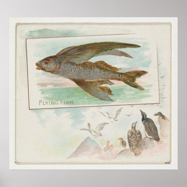 Vintage Barbados Flygande fiskillustration (1889) Poster (Framsidan)